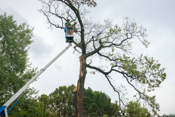 Reliable Pinewood Estates, TX  Tree Services Solutions