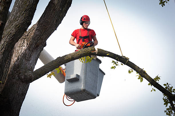 How Our Tree Care Process Works  in  Pinewood Estates, TX