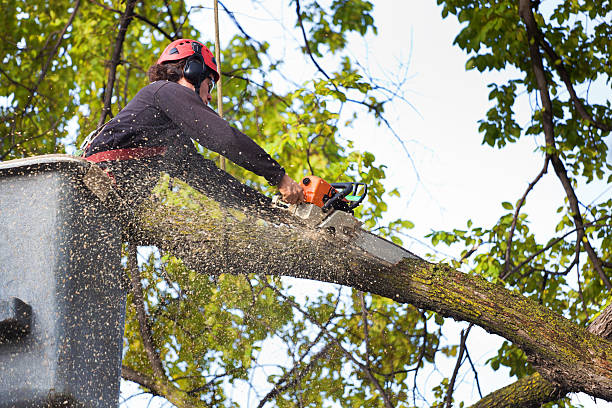 Leaf Removal in Pinewood Estates, TX